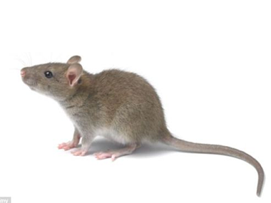 老鼠防治及滅殺
