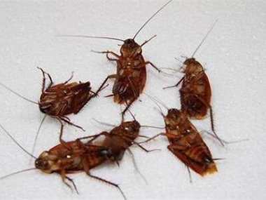 蟑螂防治及滅殺