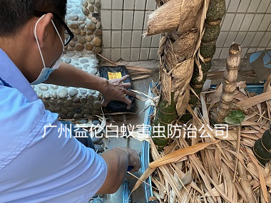芙蓉鎮(zhèn)白蟻危害防治工程