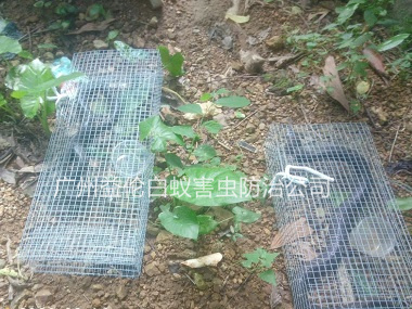 花都湖公園捕蛇案例