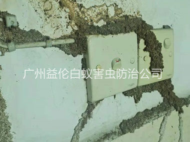 雅瑤房屋防治白蟻危害