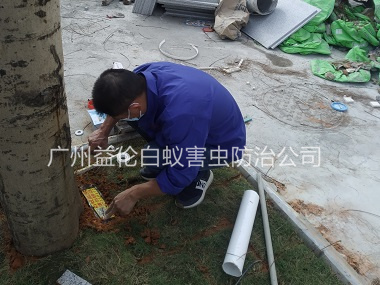 花僑社區(qū)裝置白蟻誘殺箱