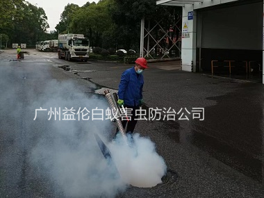 梯面街道消殺蟑螂蚊蠅