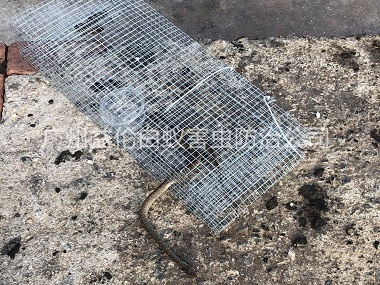 獅嶺鎮(zhèn)鎮(zhèn)上門抓蛇工程