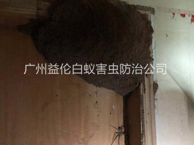 花山上門滅治白蟻巢