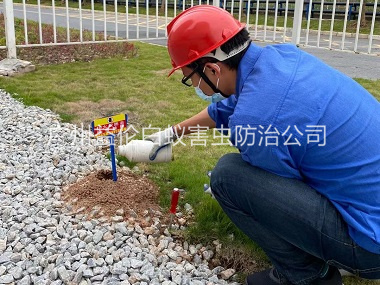 獅嶺園區(qū)治紅火蟻