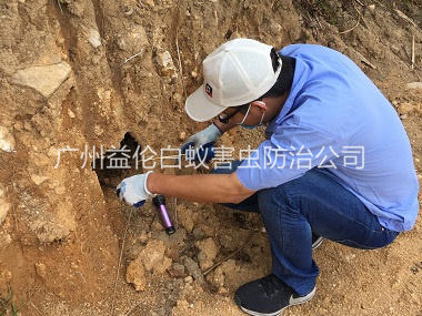 廣州水庫(kù)堤壩滅白蟻
