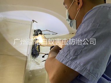 雅瑤房屋滅白蟻工程