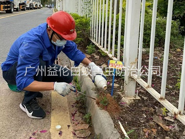 花都紅火蟻防治工程